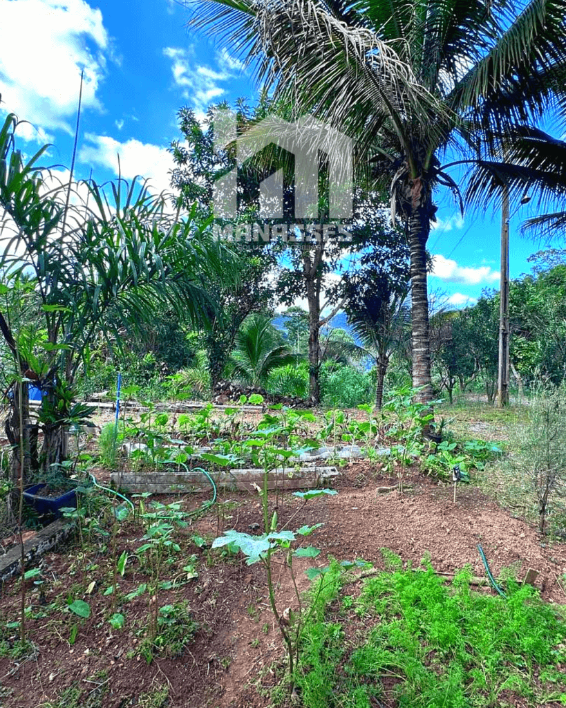 Horta formada com plantas cultivadas em solo fértil, cercada por vegetação e palmeiras, em chácara localizada no Córrego Guarani, Reduto MG.