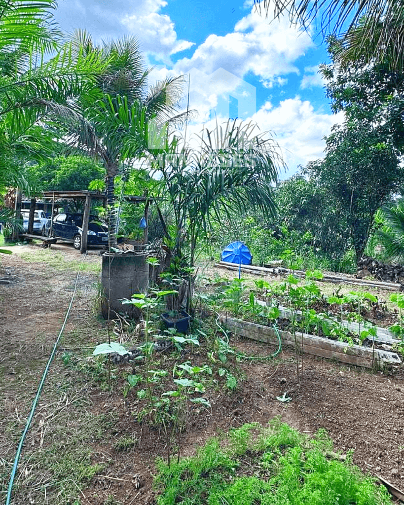 Horta cultivada com diversas hortaliças ao lado de palmeiras e área de estacionamento com veículos, em chácara no Córrego Guarani, Reduto MG.