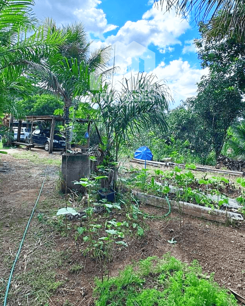 Horta cultivada com diversas hortaliças ao lado de palmeiras e área de estacionamento com veículos, em chácara no Córrego Guarani, Reduto MG.